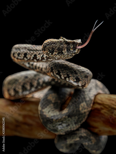 Fotografía Close-up Bornean Pit Viper (Craspedocephalus borneensis) camouflage to the tree branch