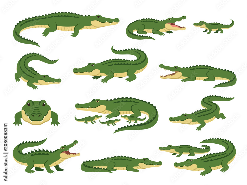 Fototapeta premium A collection of various green crocodile and alligator illustrations in different poses.