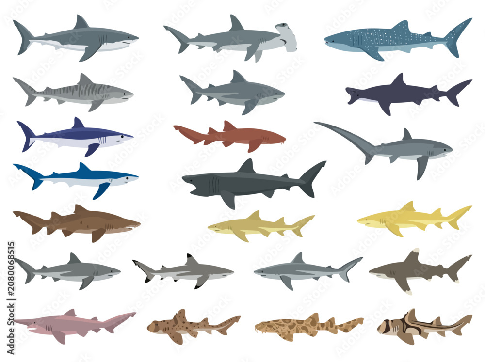 Fototapeta premium A collection of various shark species illustrated in a flat vector style.