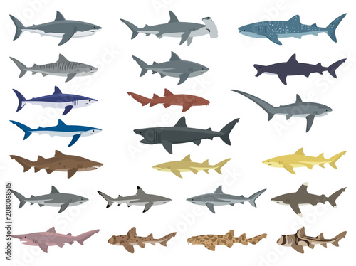 A collection of various shark species illustrated in a flat vector style.