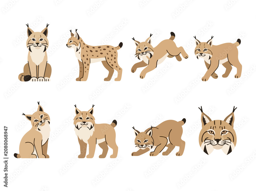 Fototapeta premium A collection of cute lynx illustrations in various poses and expressions.