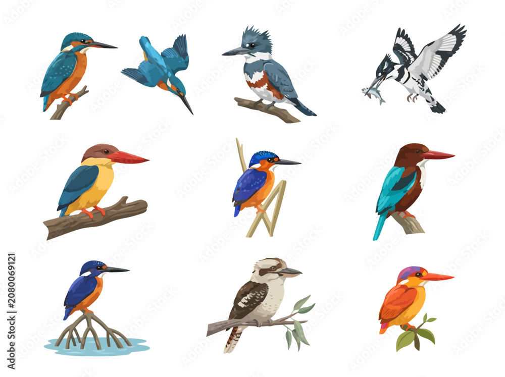 Obraz premium A collection of various colorful kingfisher bird species illustrated in a watercolor style.