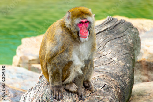 Fotografie Japanese Macaque in City Park - Launceston - Tasmania