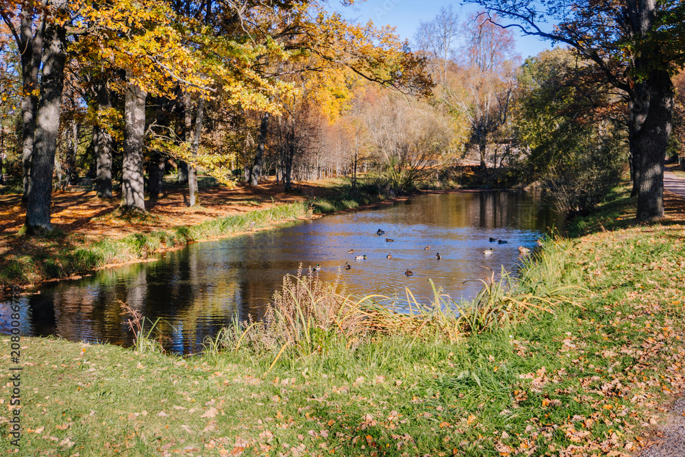 Obraz premium Scenic autumn landscape featuring a tranquil pond surrounded by colorful trees and ducks swimming, with vibrant foliage reflecting in the water under clear blue skies