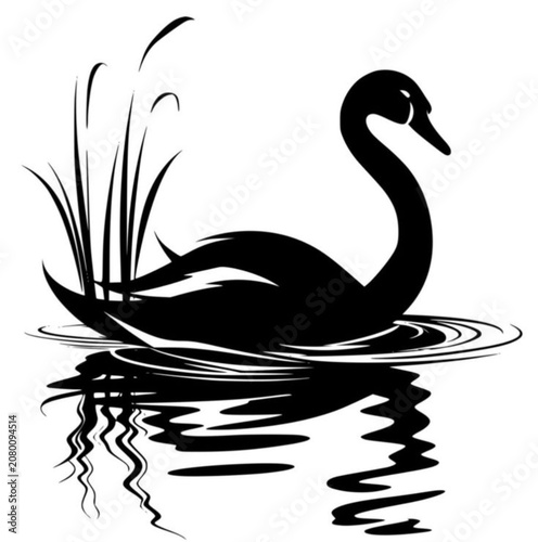 black swan on a white background