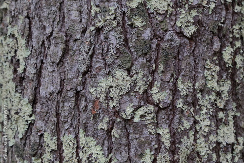 Close-up Texture of Eastern White Pine (Pinus strobus) Bark with Lichen, Hokkaido, Japan