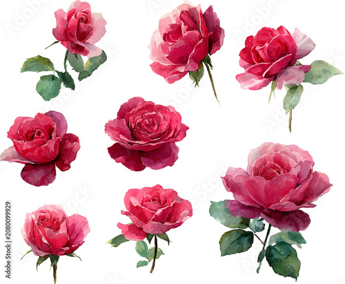 collection of roses
