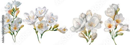 spring flowers isolated on white