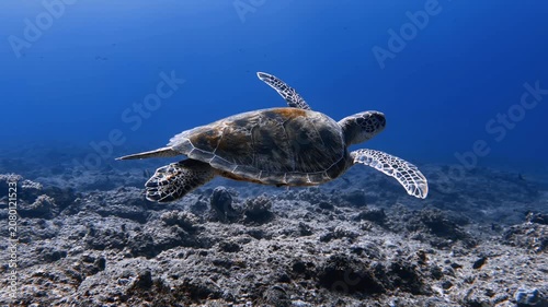 A green sea turtle glides above the ocean floor in Mauritius. Peaceful underwater wildlife footage is ideal for marine conservation, travel, nature, and environmental storytelling.