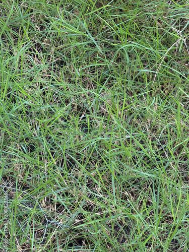 green grass in the garden