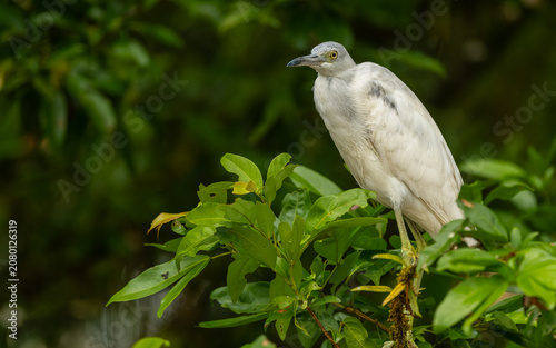 juveniler Blaureiher (Egretta caerulea)
