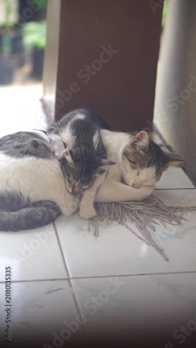 Two adorable kittens are fast asleep, cuddled up together on an old mop cloth on a tiled floor.