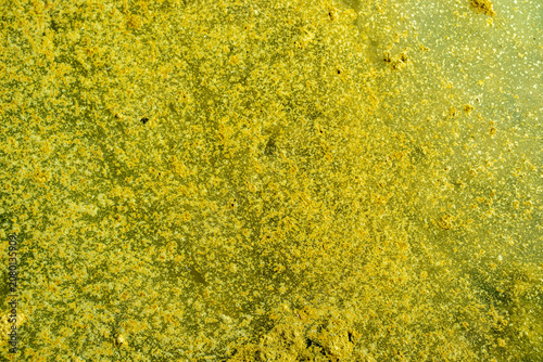 Photos Green algae and duckweed floating on stagnant pond water, creating a vibrant natural texture and ecological background pattern