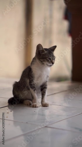 An adorable grey and white domestic kitten sits on a white ceramic tile floor indoors, looking directly at the camera.	