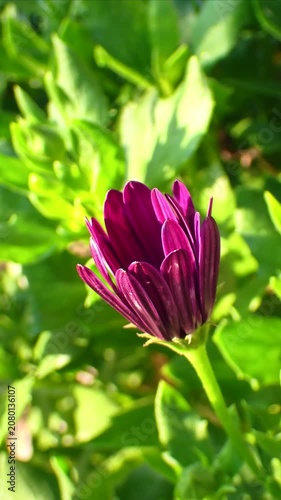Blooming African Daisy Time lapse in Vertical Format – Spring and New Beginnings