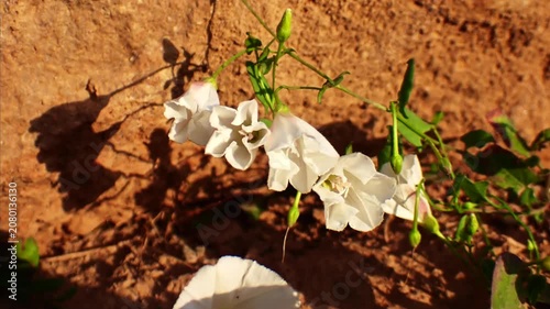 Field Bindweed Flower Opening at Sunrise Time lapse