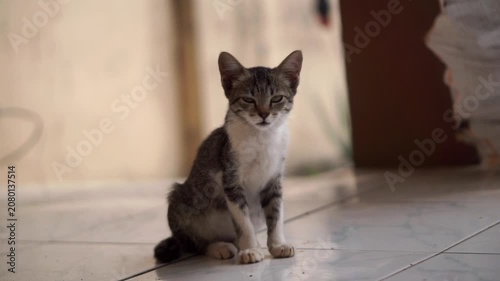 An adorable grey and white domestic kitten sits on a white ceramic tile floor indoors, looking directly at the camera.	