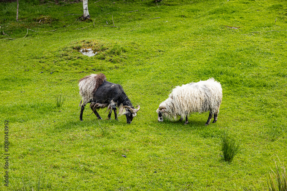Obraz premium Two sheep graze in a lush green meadow