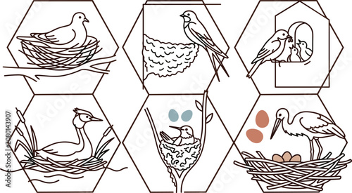 Принти на полотні Bird Nesting Life Cycle Outline Collection Featuring Dove Swallow Duck Stork and