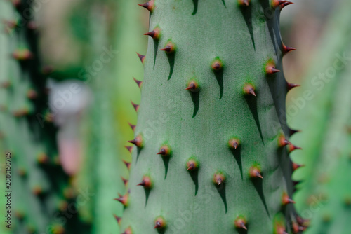 Close-up of green cactus with sharp thorns