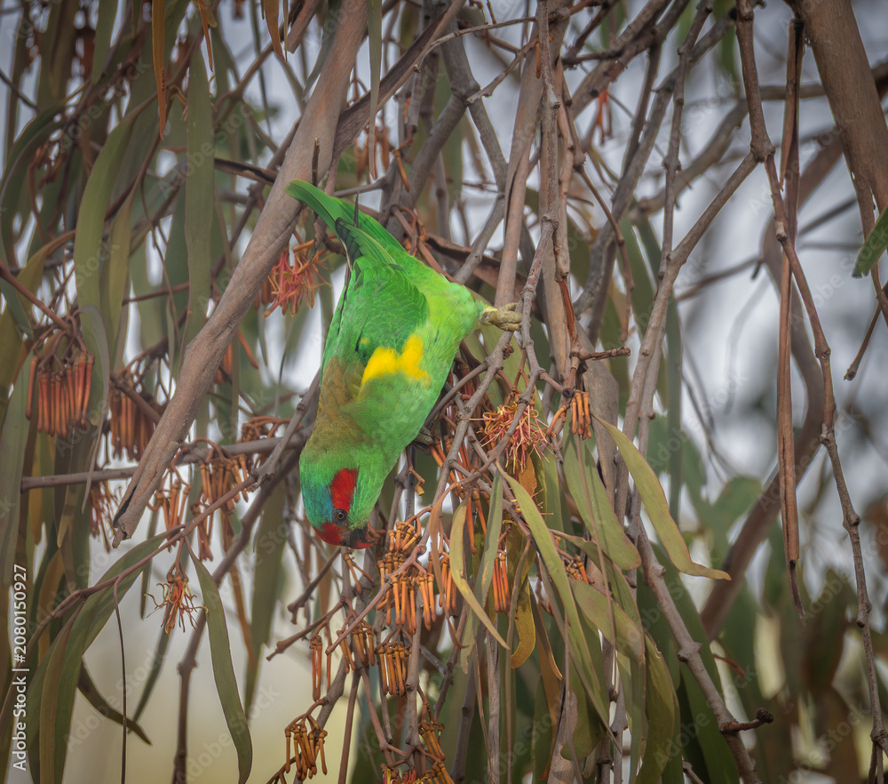Obraz premium A colorful musk lorikeet, a small Australian parrot, hangs upside down in a eucalyptus tree to get to the nectar in the flowers of this tree in the arboretum in Armidale in New South Wales, Australia.