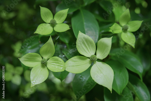 Moonlight Hong Kong Dogwood Flowers Blooming in Early Summer
