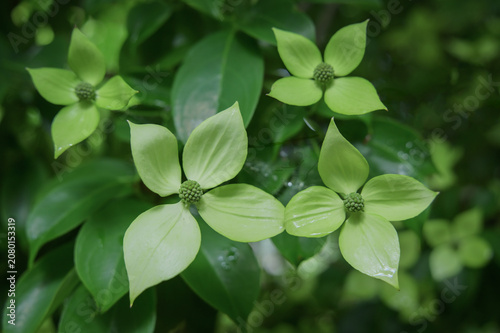 Moonlight Hong Kong Dogwood Flowers Blooming in Early Summer