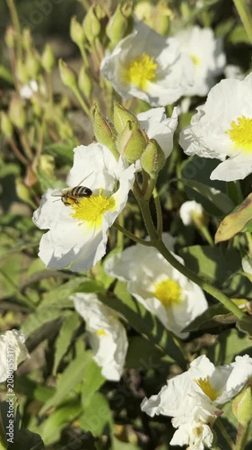 Close-up vertical video of honeybee working on yellow stamens of cistus.