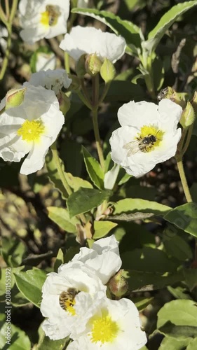 Vertical clip of bee pollination process on a white shrub flower with hard leaves.