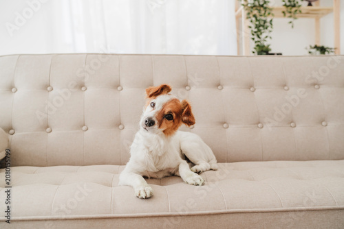Dog with head cocked sitting on sofa at home
