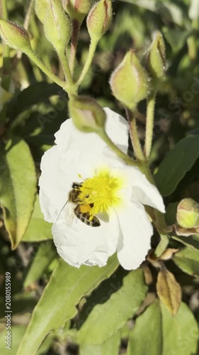 Vertical footage of wild bee foraging on beautiful white rockrose blossoms.