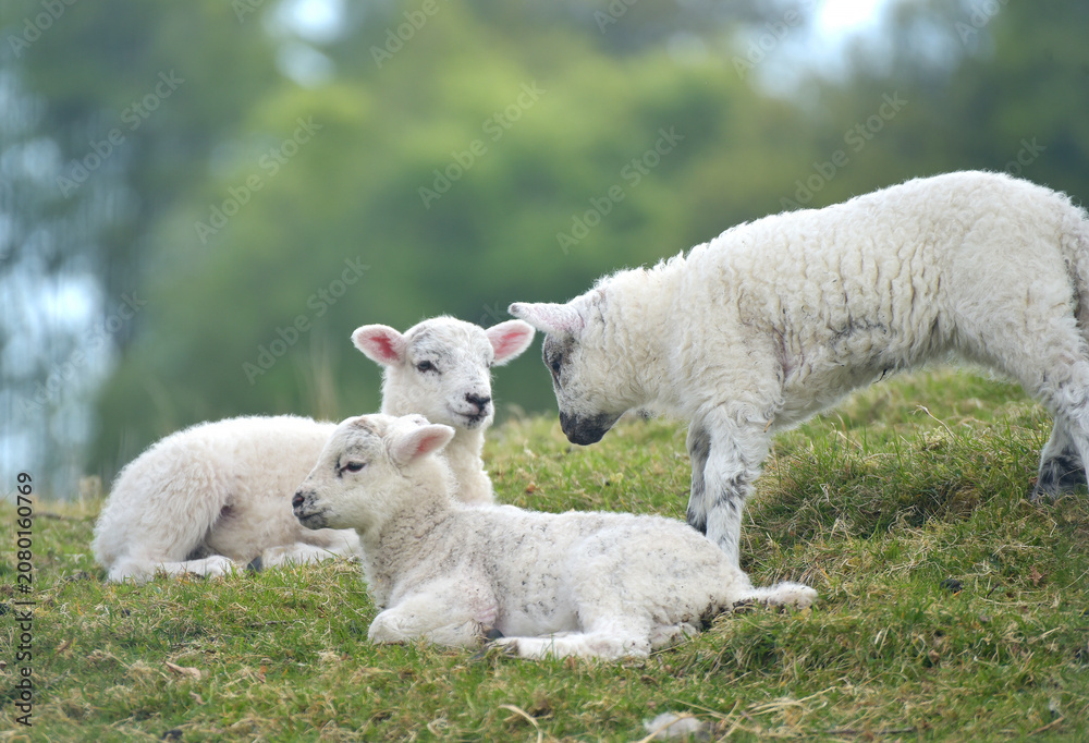 Fototapeta premium Lambs playing together in a field near Wray Castle in the Lake District