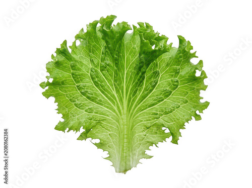 Fresh green lettuce leaf for healthy food salad