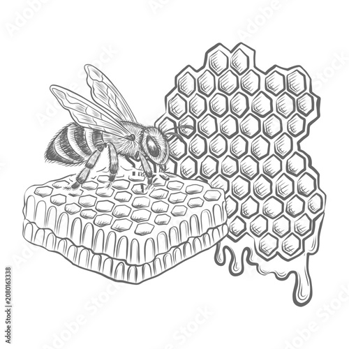 Foto Honeycombs with honeybee vector graphic illustrations for foodstuffs packaging