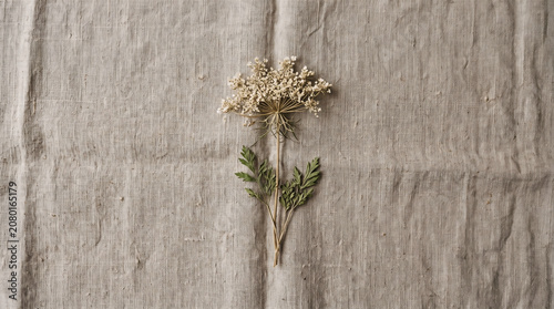  Dried Queen Anne's lace wildflower with green leaves on crumpled linen fabric
