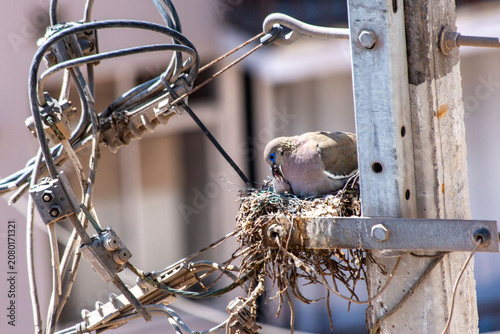Canvas Print pigeon nesting in the streetlight