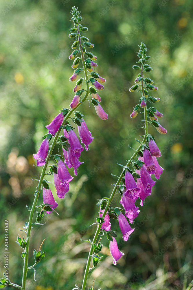 Obraz premium Digitalis purpurea. Foxglove plants with their pinkish-purple inflorescences.
