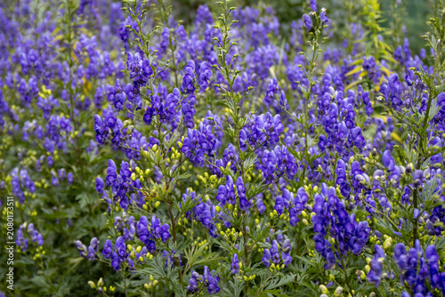 Beautiful blooming aconite flowers (Aconitum) growing in a garden. A mass planting of vibrant blue and purple aconite blossoms creating a natural floral background with soft green foliage. Ornamental 