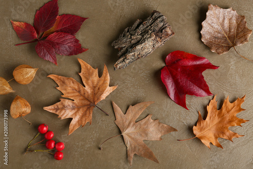 Autumn leaves, tree bark an...