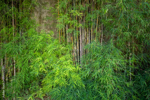 Bamboo plants (Bambusa vulgaris) with green leaves for natural wallpaper