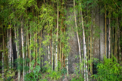 Bamboo plants (Bambusa vulgaris) with green leaves for natural wallpaper