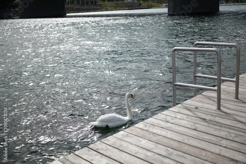 Vászonkép White swan swimming near a wooden pier dock on the rive
