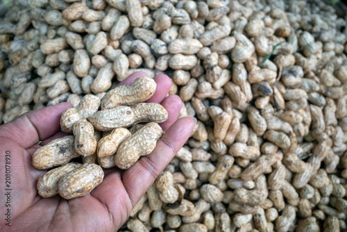 Closeup of fresh Ground Peanut Pods in a traditional market in Indonesia