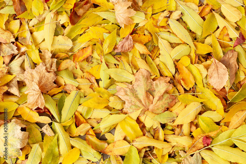 Beautiful fallen yellow lea...