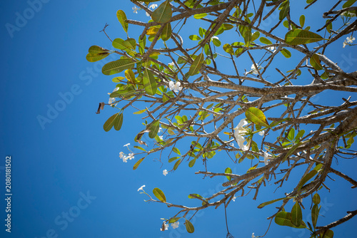 Kamboja flower (Plumeria), a genus of flowering plants in the family Apocynaceae with blue sky background.