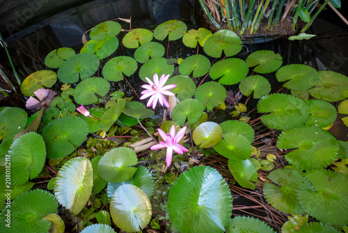 Pink water lily flower, Bunga Teratai, Nymphaea Rubra (Pubescens)