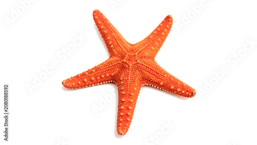 Photography Vibrant orange starfish sea star aquatic wildlife animal isolated on transparent