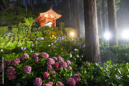 三室戸寺の紫陽花