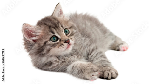 Cute fluffy gray domestic kitten lying down looking forward isolated on transparent background Png cut out