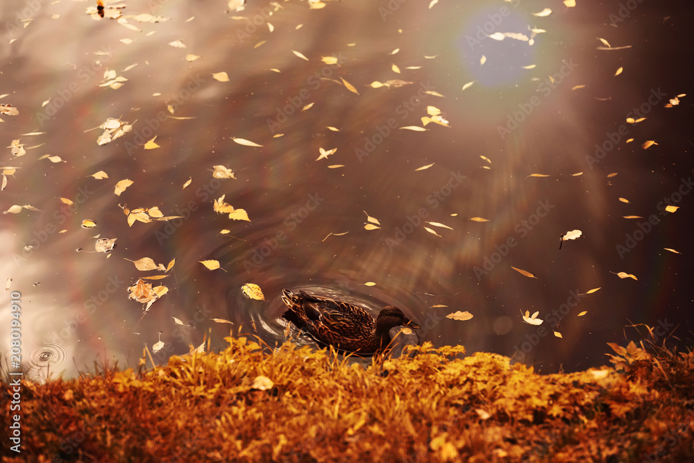 Naklejka premium Beautiful Nature Autumn landscape. Scenery view on autumn city park with golden yellow foliage in Sunny day. Walking path in the city Park strewn with autumn fallen leaves.